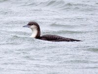 Gavia arctica 16, Parelduiker, Saxifraga-Barct Vastenhouw