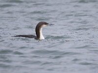 Gavia arctica 25, Parelduiker, Saxifraga-Barct Vastenhouw