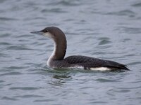 Gavia arctica 26, Parelduiker, Saxifraga-Barct Vastenhouw