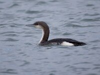 Gavia arctica 27, Parelduiker, Saxifraga-Barct Vastenhouw
