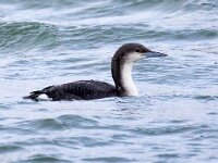 Gavia arctica 5, Parelduiker, Saxifraga-Barct Vastenhouw