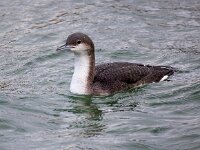 Gavia arctica 9, Parelduiker, Saxifraga-Barct Vastenhouw