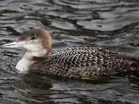 Gavia immer 13, IJsduiker, Saxifraga-Bart Vastenhouw