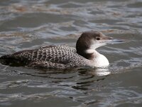 Gavia immer 16, IJsduiker, Saxifraga-Bart Vastenhouw