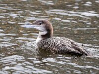 Gavia immer 17, IJsduiker, Saxifraga-Bart Vastenhouw