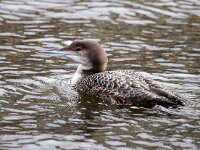 Gavia immer 18, IJsduiker, Saxifraga-Bart Vastenhouw