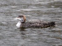 Gavia immer 19, IJsduiker, Saxifraga-Bart Vastenhouw