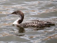 Gavia immer 21, IJsduiker, Saxifraga-Bart Vastenhouw