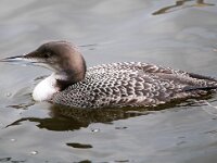 Gavia immer 22, IJsduiker, Saxifraga-Bart Vastenhouw