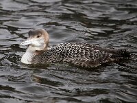 Gavia immer 24, IJsduiker, Saxifraga-Bart Vastenhouw