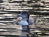 Gavia immer 26, IJsduiker, Saxifraga-Bart Vastenhouw