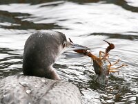 Gavia immer 27, IJsduiker, Saxifraga-Bart Vastenhouw