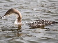 Gavia immer 29, IJsduiker, Saxifraga-Bart Vastenhouw