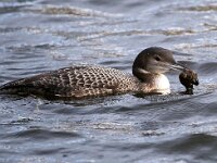 Gavia immer 30, IJsduiker, Saxifraga-Bart Vastenhouw