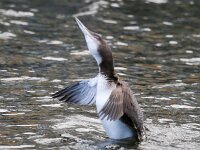 Gavia immer 33, IJsduiker, Saxifraga-Bart Vastenhouw