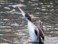 Gavia immer 34, IJsduiker, Saxifraga-Bart Vastenhouw