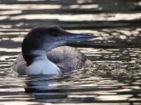Gavia immer 35, IJsduiker, Saxifraga-Bart Vastenhouw