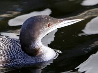 Gavia immer 37, IJsduiker, Saxifraga-Bart Vastenhouw