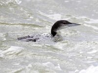 Gavia immer 40, IJsduiker, Saxifraga-Bart Vastenhouw