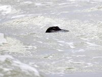 Gavia immer 41, IJsduiker, Saxifraga-Bart Vastenhouw