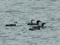 Gavia immer 44, IJsduiker, Saxifraga-Mark Zekhuis