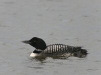 Gavia immer 9, IJsduiker, Saxifraga-Peter Stein