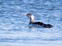Gavia stellata 15, Roodkeelduiker, Saxifraga-Bart Vastenhouw