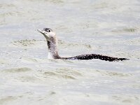 Gavia stellata 17, Roodkeelduiker, Saxifraga-Bart Vastenhouw