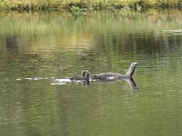 Gavia stellata 23, Roodkeelduiker, Saxifraga-Willem van Kruijsbergen