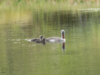 Gavia stellata 25, Roodkeelduiker, Saxifraga-Willem van Kruijsbergen