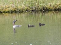 Gavia stellata 26, Roodkeelduiker, Saxifraga-Willem van Kruijsbergen
