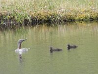 Gavia stellata 27, Roodkeelduiker, Saxifraga-Willem van Kruijsbergen