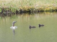 Gavia stellata 28, Roodkeelduiker, Saxifraga-Willem van Kruijsbergen