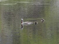 Gavia stellata 30, Roodkeelduiker, Saxifraga-Willem van Kruijsbergen