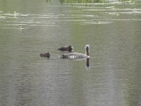 Gavia stellata 32, Roodkeelduiker, Saxifraga-Willem van Kruijsbergen