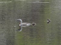 Gavia stellata 33, Roodkeelduiker, Saxifraga-Willem van Kruijsbergen