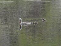 Gavia stellata 34, Roodkeelduiker, Saxifraga-Willem van Kruijsbergen