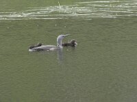 Gavia stellata 35, Roodkeelduiker, Saxifraga-Willem van Kruijsbergen