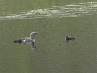 Gavia stellata 42, Roodkeelduiker, Saxifraga-Willem van Kruijsbergen
