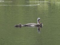 Gavia stellata 45, Roodkeelduiker, Saxifraga-Willem van Kruijsbergen