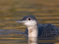 Gavia stellata 6, Roodkeelduiker, Saxifraga-Luc Hoogenstein : Gavia stellata, Red-throated Diver, Roodkeelduiker, bird, diver, duiker, sea bird, swimming, vogel, wintergast, zeevogel, zwemmend