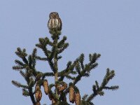 Glaucidium passerinum 2, Dwerguil, Saxifraga-Mark Zekhuis