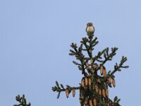 Glaucidium passerinum 6, Dwerguil, Saxifraga-Mark Zekhuis