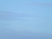 Grus grus 10, Kraanvogel, Saxifraga-Tom Heijnen