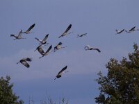 Grus grus 101, Kraanvogel, Saxifraga-Jan Nijendijk