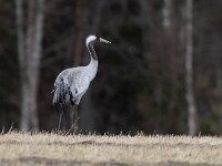 Grus grus 109, Kraanvogel, Saxifraga-Mark Zekhuis