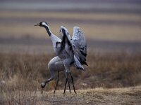 Grus grus 11, Kraanvogel, pair, Saxifraga-Arie de Knijff