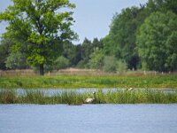 Grus grus 116, Kraanvogel, Saxifraga-Hans Dekker