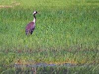 Grus grus 122, Kraanvogel, Saxifraga-Hans Dekker