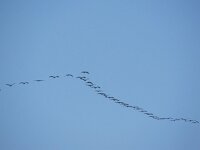 Grus grus 125, Kraanvogel, Saxifraga-Henk Sierdsema